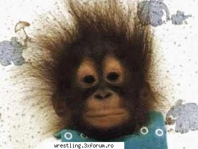 monkey... funny